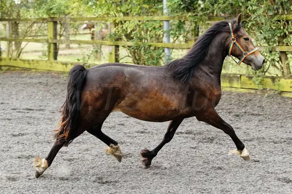 Brave, bewegungsstarke junge Welsh Cob Stute