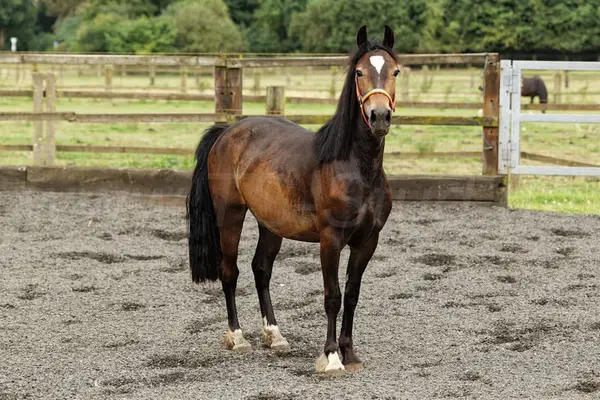 Brave, bewegungsstarke junge Welsh Cob Stute