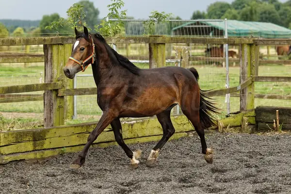 Brave, bewegungsstarke junge Welsh Cob Stute