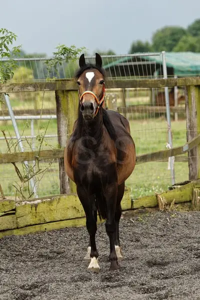 Brave, bewegungsstarke junge Welsh Cob Stute