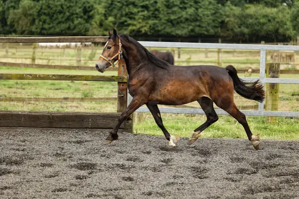 Brave, bewegungsstarke junge Welsh Cob Stute