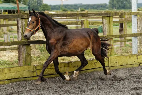 Brave, bewegungsstarke junge Welsh Cob Stute