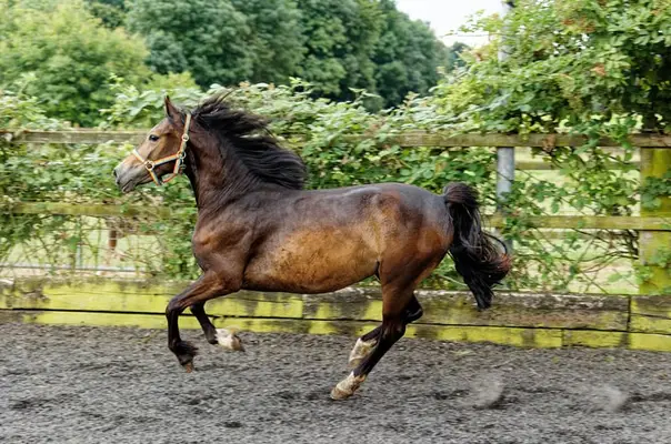 Brave, bewegungsstarke junge Welsh Cob Stute