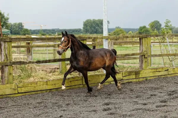 Brave, bewegungsstarke junge Welsh Cob Stute