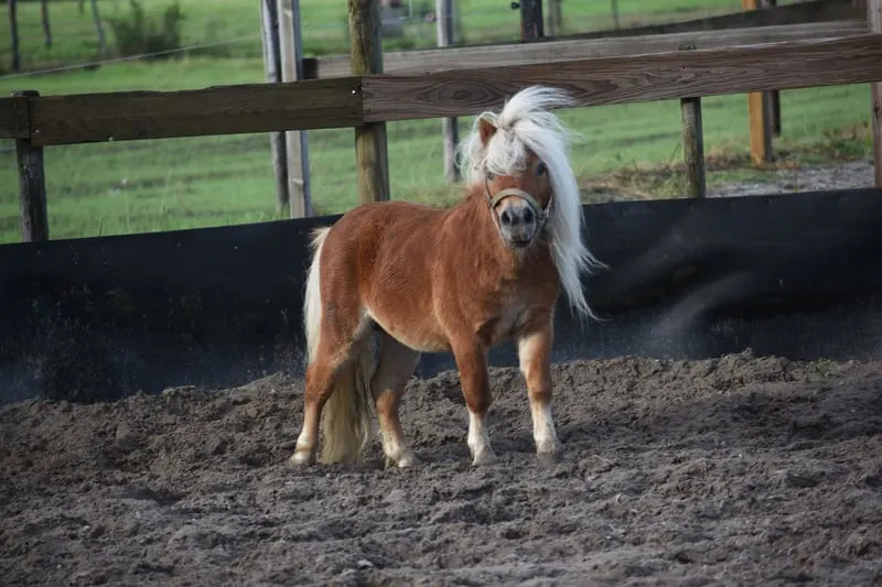 Ladykiller: Sehr hübsche, ordentliche Mini-Shetland-Stute