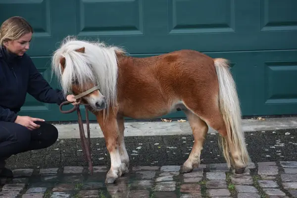 Ladykiller: Sehr hübsche, ordentliche Mini-Shetland-Stute