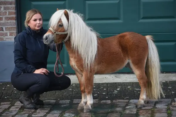 Ladykiller: Sehr hübsche, ordentliche Mini-Shetland-Stute