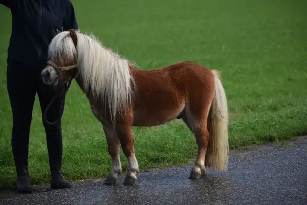 Ladykiller: Sehr hübsche, ordentliche Mini-Shetland-Stute