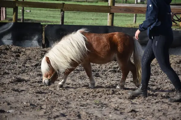 Ladykiller: Sehr hübsche, ordentliche Mini-Shetland-Stute