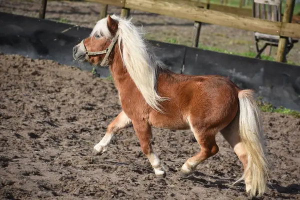 Ladykiller: Sehr hübsche, ordentliche Mini-Shetland-Stute