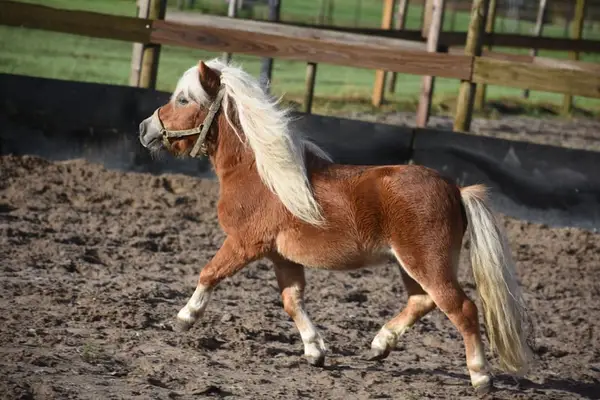 Ladykiller: Sehr hübsche, ordentliche Mini-Shetland-Stute