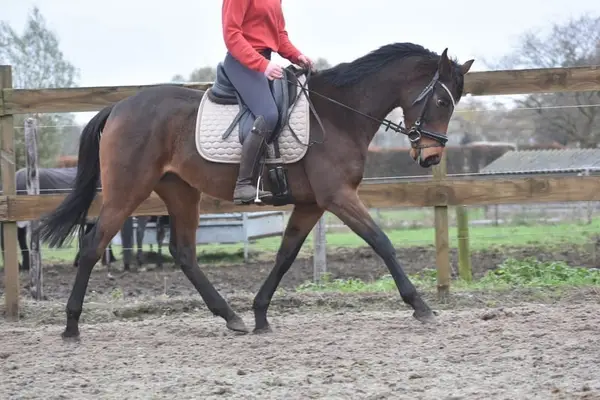 Reiterin | Reiter | Stallmitarbeiter gesucht