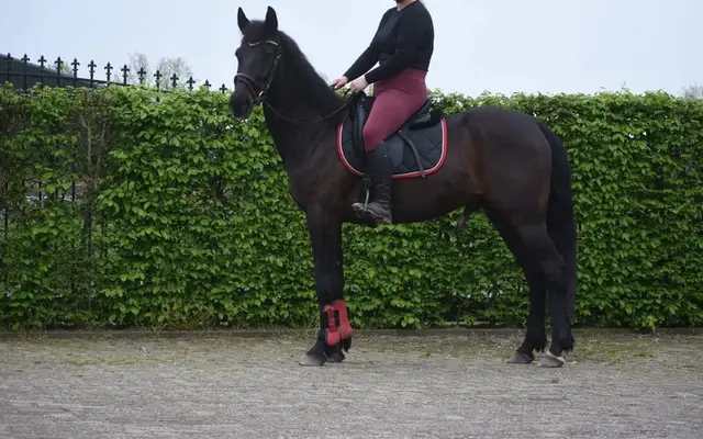 Reiterin | Reiter | Stallmitarbeiter gesucht