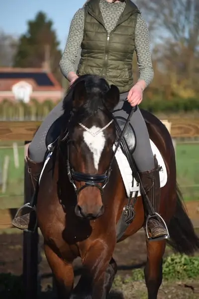 Reiterin | Reiter | Stallmitarbeiter gesucht