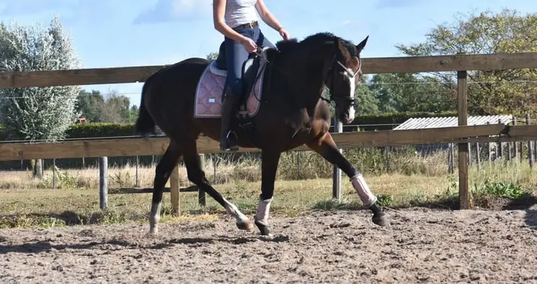 Reiterin | Reiter | Stallmitarbeiter gesucht