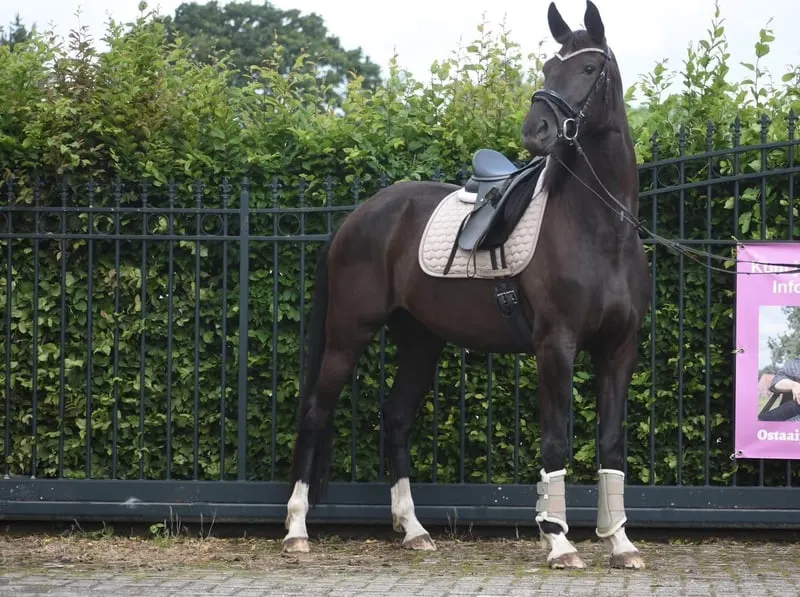 Hübsche, 4-jährige Stute, Taminiau x Osmium x Gribaldi.