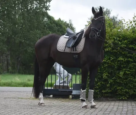 Hübsche, 4-jährige Stute, Taminiau x Osmium x Gribaldi.