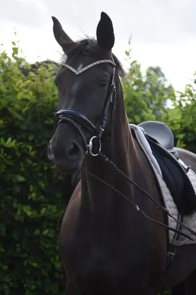 Hübsche, 4-jährige Stute, Taminiau x Osmium x Gribaldi.