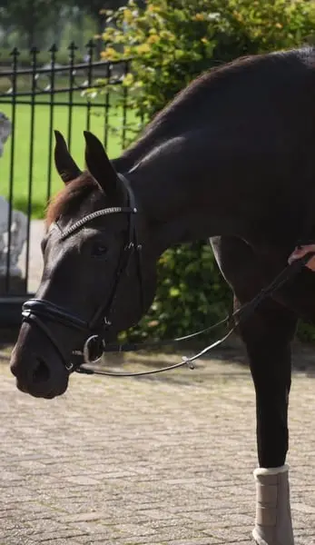 Hübsche, 4-jährige Stute, Taminiau x Osmium x Gribaldi.