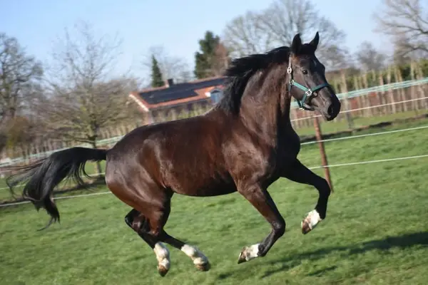 Hübsche, 4-jährige Stute, Taminiau x Osmium x Gribaldi.
