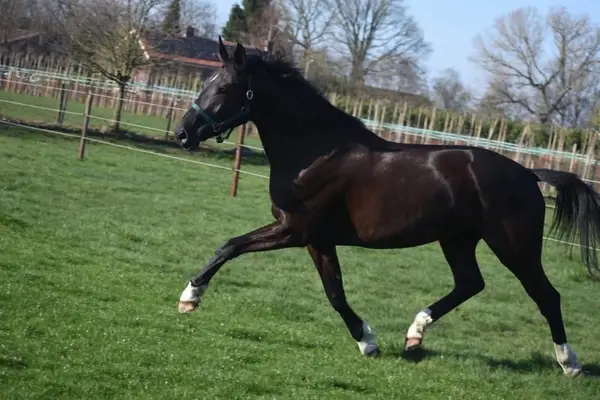 Hübsche, 4-jährige Stute, Taminiau x Osmium x Gribaldi.