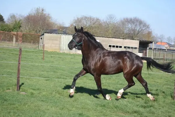 Hübsche, 4-jährige Stute, Taminiau x Osmium x Gribaldi.