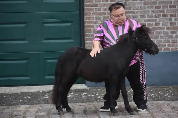Korrekte, wunderschöne, tiefschwarze Twenter Shetland-Hengst