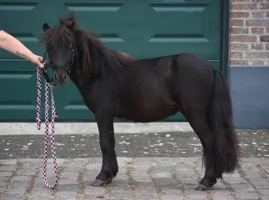 Korrekte, wunderschöne, tiefschwarze Twenter Shetland-Hengst