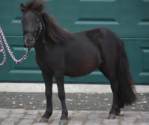 Korrekte, wunderschöne, tiefschwarze Twenter Shetland-Hengst