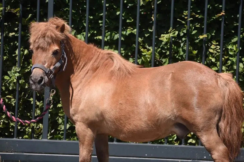 Wunderschöne Shetland-Pony-Stute mit goldenem Herzchen