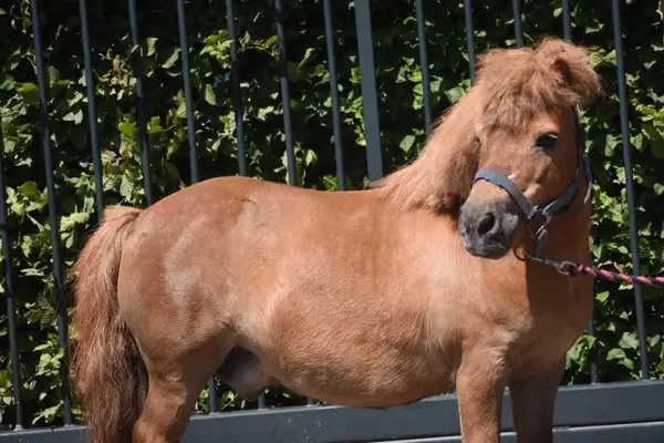 Wunderschöne Shetland-Pony-Stute mit goldenem Herzchen