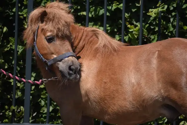 Wunderschöne Shetland-Pony-Stute mit goldenem Herzchen