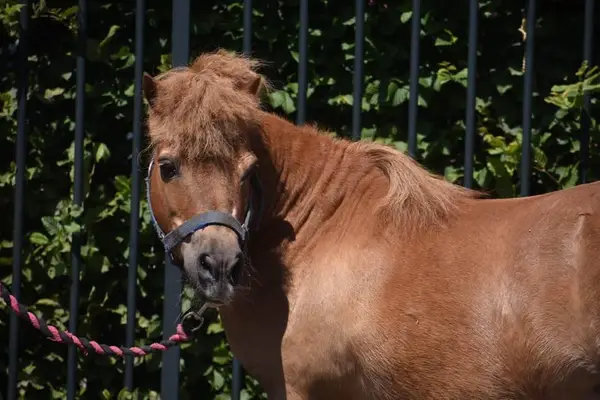 Wunderschöne Shetland-Pony-Stute mit goldenem Herzchen