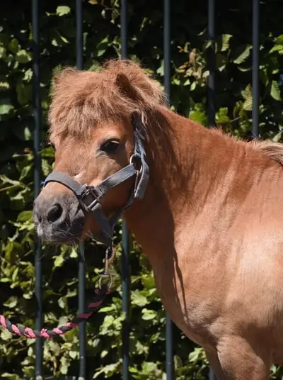 Wunderschöne Shetland-Pony-Stute mit goldenem Herzchen