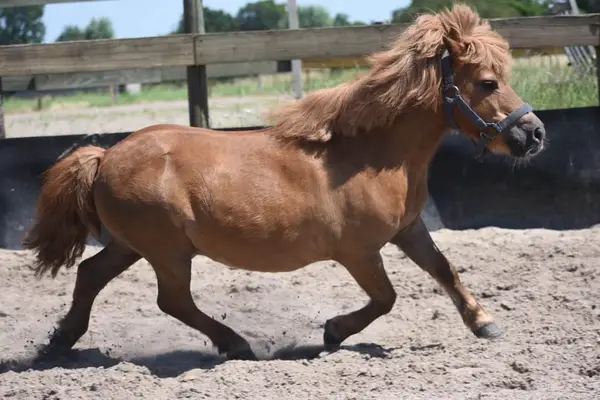 Wunderschöne Shetland-Pony-Stute mit goldenem Herzchen