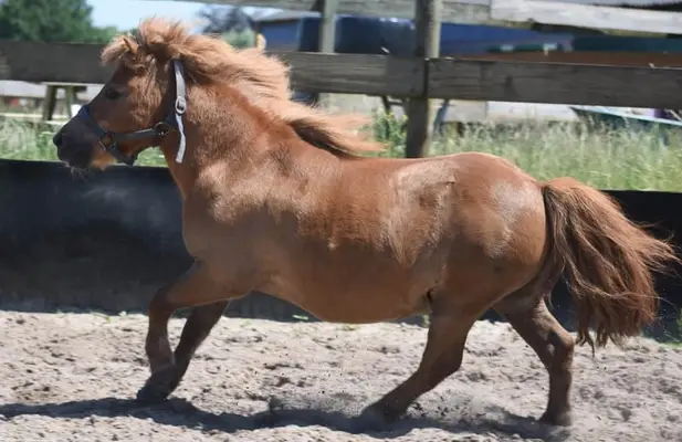 Wunderschöne Shetland-Pony-Stute mit goldenem Herzchen