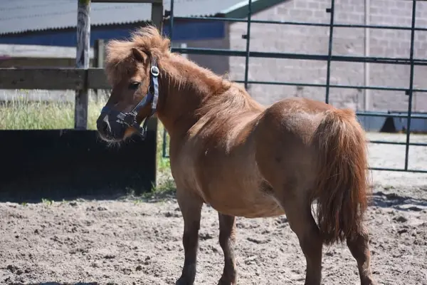 Wunderschöne Shetland-Pony-Stute mit goldenem Herzchen