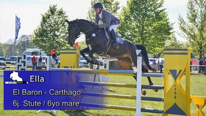 Springpferde M siegreiche El Baron-Carthago-Tochter zu verkaufen