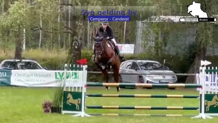 Schön zu reitender rahmiger Wallach mit viel Springvermögen