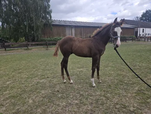 Günther – étalon prometteur avec un pedigree de reining de premier ordre