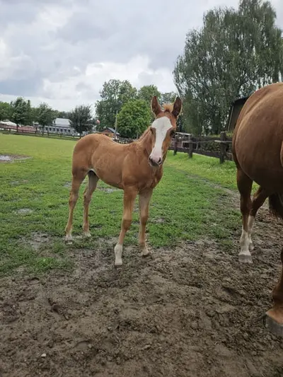 Günther – vielversprechender Hengst mit Top-Reining-Papier