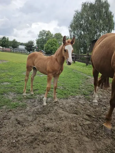 Günther – vielversprechender Hengst mit Top-Reining-Papier