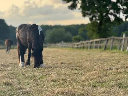Michel – un hongre de 3 ans attachant