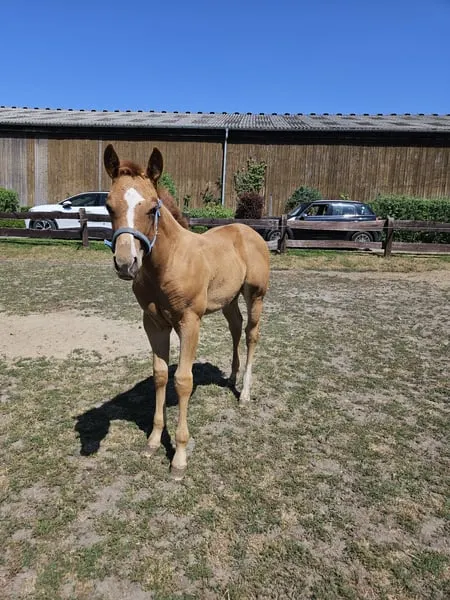 Typvolles kräftiges Quarter Horse Stutfohlen