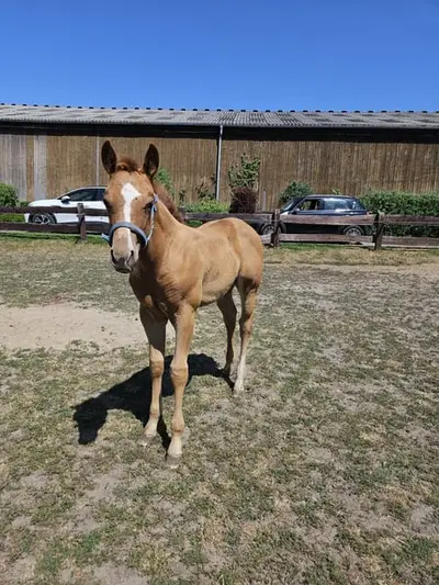 Pouliche Quarter Horse typée et robuste