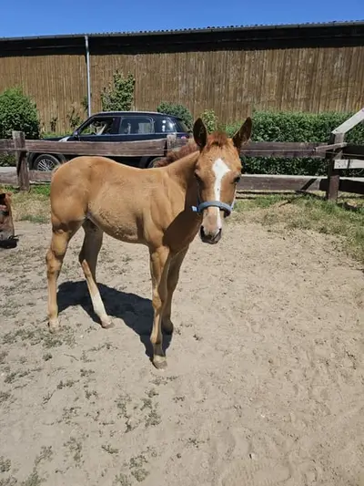 Typvolles kräftiges Quarter Horse Stutfohlen
