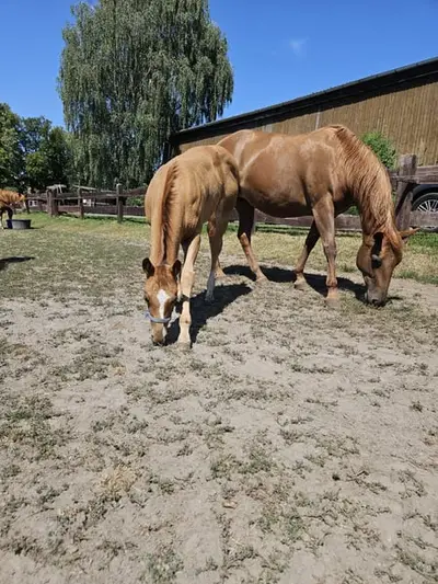 Typvolles kräftiges Quarter Horse Stutfohlen