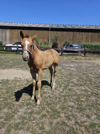 Typvolles kräftiges Quarter Horse Stutfohlen