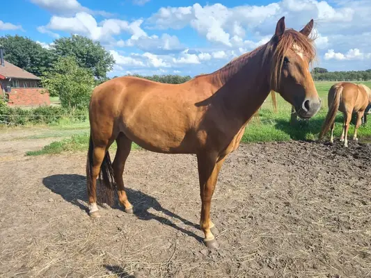 Zarte Stute sucht neue Aufgaben