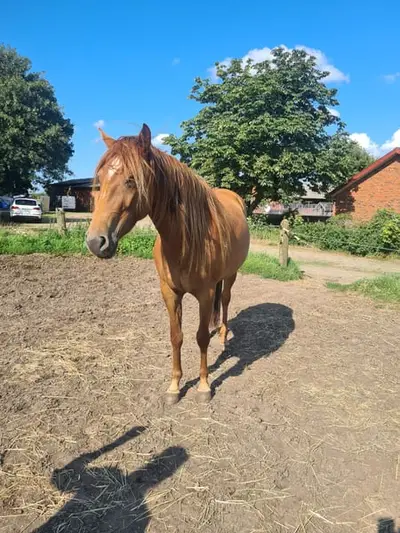 Zarte Stute sucht neue Aufgaben